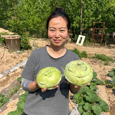 山西临汾新鲜苤蓝大头菜青苤兰菜苤辣撇了玉蔓菁卜留克球茎甘蓝