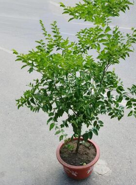 枣子树苗南方盆栽庭院嫁接当年