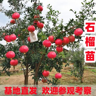 石榴树树苗突尼斯软籽庭院特大果树室内老桩大树南北盆栽大红袍