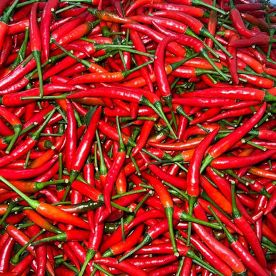 鲜辣椒现摘朝天椒小米泡椒特辣鲜椒新鲜指天椒小尖椒红辣椒批发