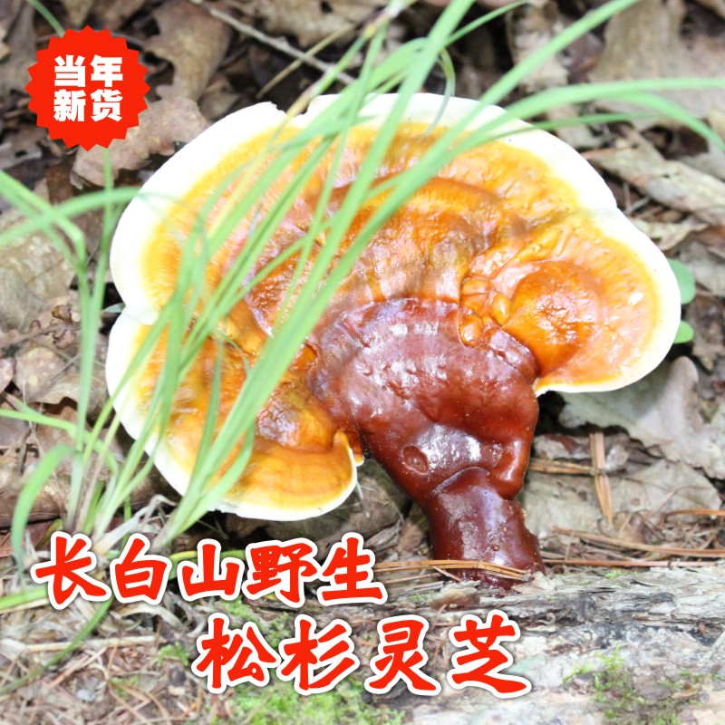 松杉灵芝野生正品长白山新鲜干货林赤灵芝多糖泡酒专用薄盖中药材