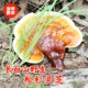 松杉灵芝野生正品 长白山新鲜干货林赤灵芝多糖泡酒专用薄盖中药材