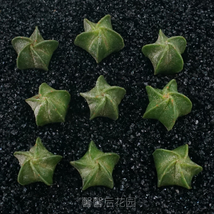 多肉组合盆栽星兜星球兜五角鸾凤生石花玉桌面趣味盆栽夏季植物
