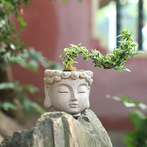 禅意佛系多肉花盆小盆栽桌面摆件