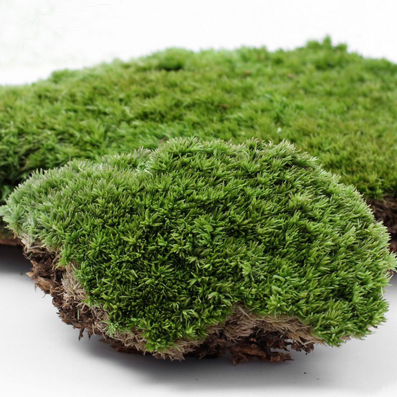 鲜活苔藓植物微景观生态玻璃瓶创意DIY活青苔新鲜短绒小白发藓