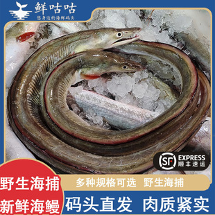 海鳗 鳗鱼  海捕新鲜鲜活冷冻 宁波舟山海鲜水产 整条发货