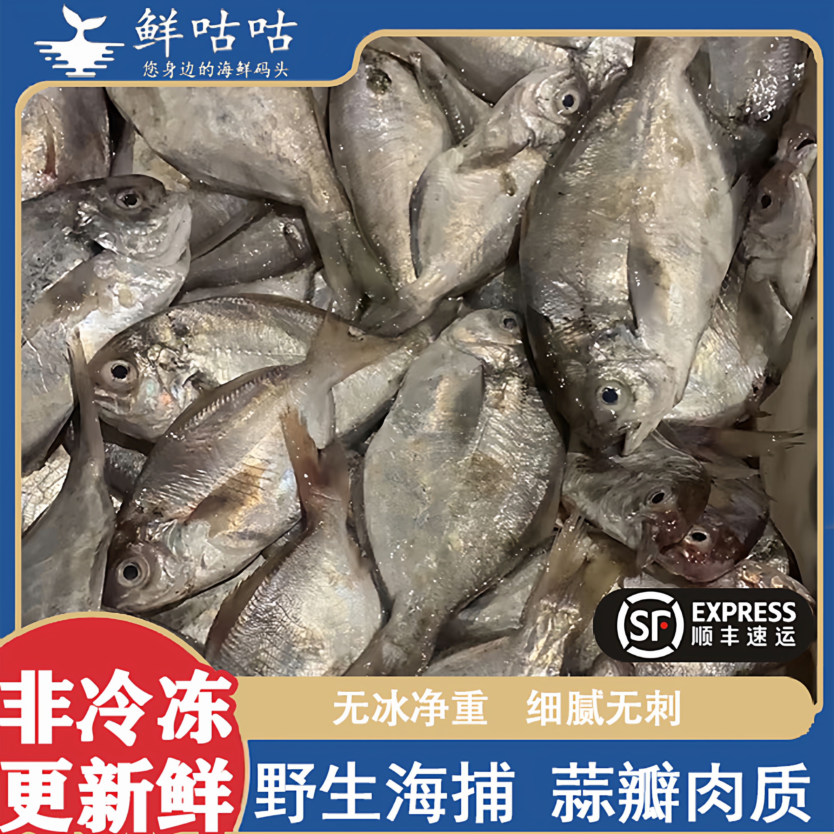蛋鲳鱼肉鲳鱼平鲳鱼扁鲳鱼  宁波舟山海鲜水产  深海野生海捕