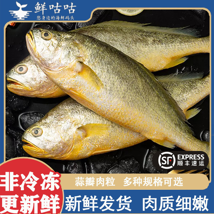 黄鱼生鲜新鲜非冷冻海鲜