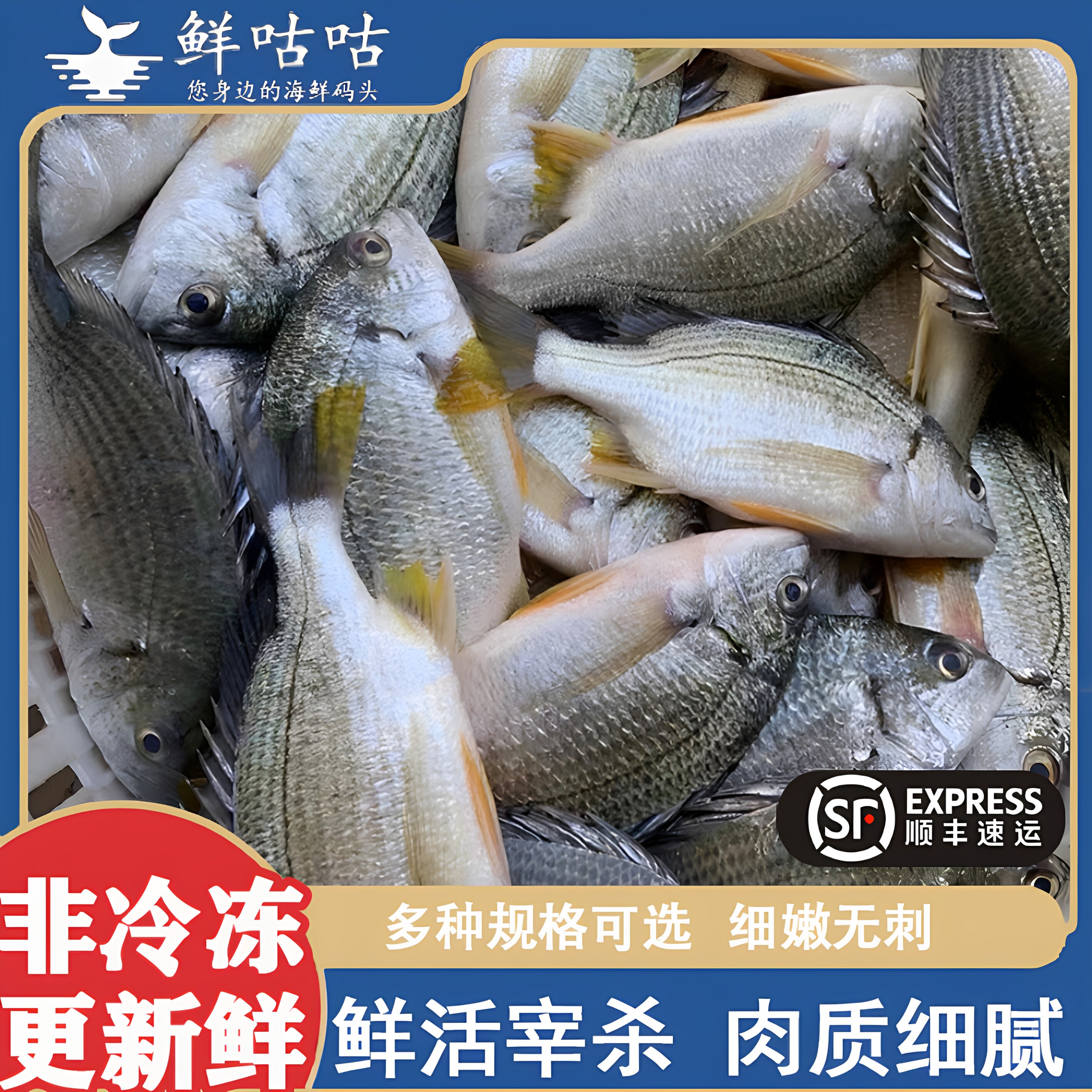 黄翅鱼黄立鱼黄脚立 新鲜鲜活三去宰杀宁波舟山海鲜水产顺丰