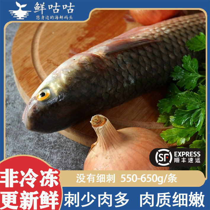 鲻鱼子鱼乌头鱼乌鱼新鲜冰鲜非冷冻宁波舟山海鲜水产梭鱼鲜活海捕