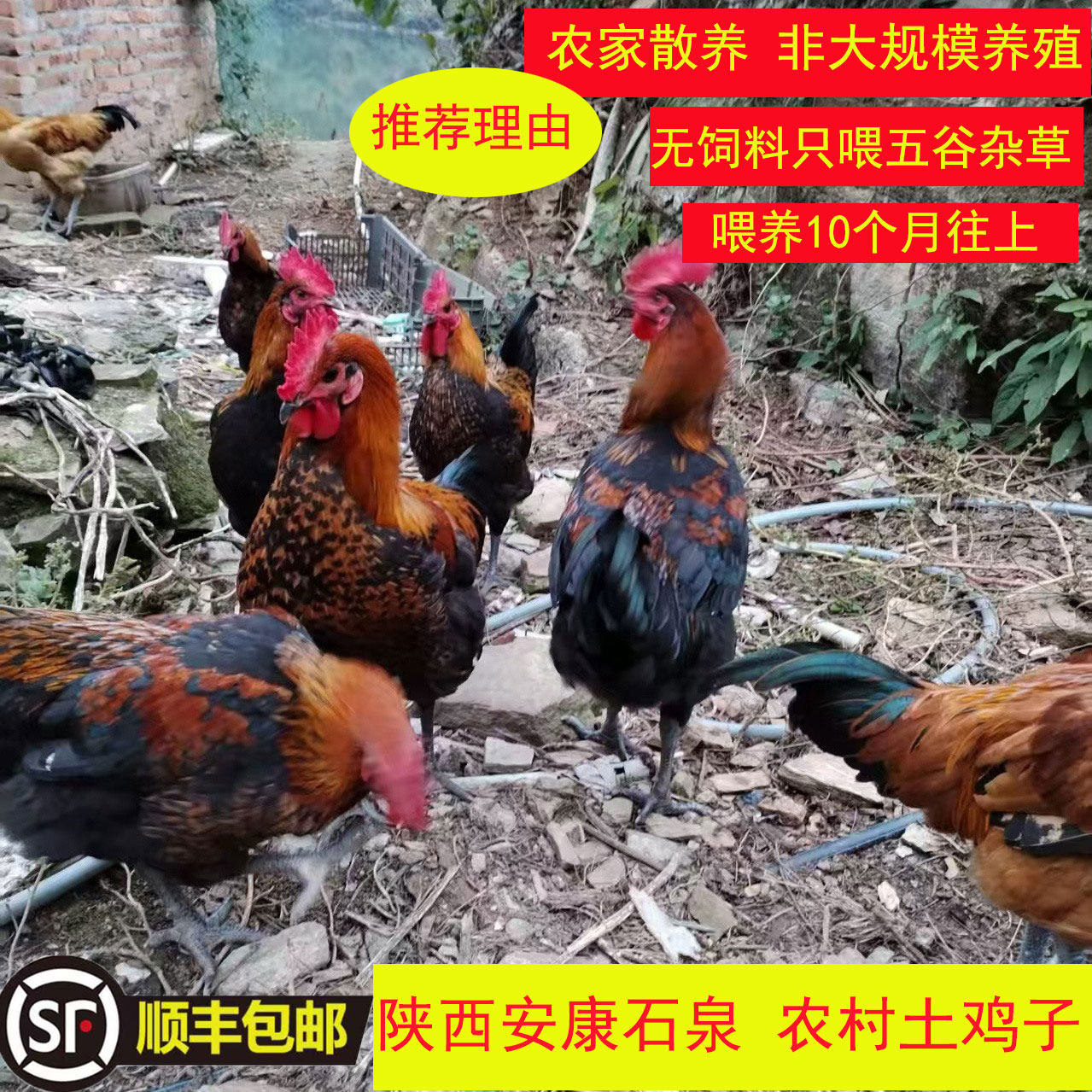 0饲料散养土鸡老母鸡香