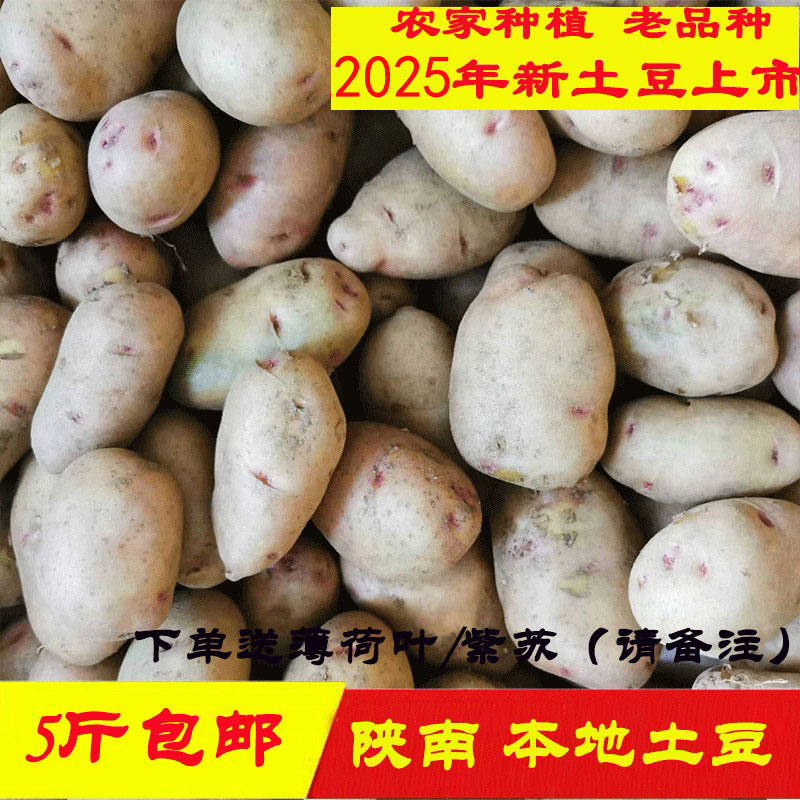 陕南安康农家种植本地土豆洋芋