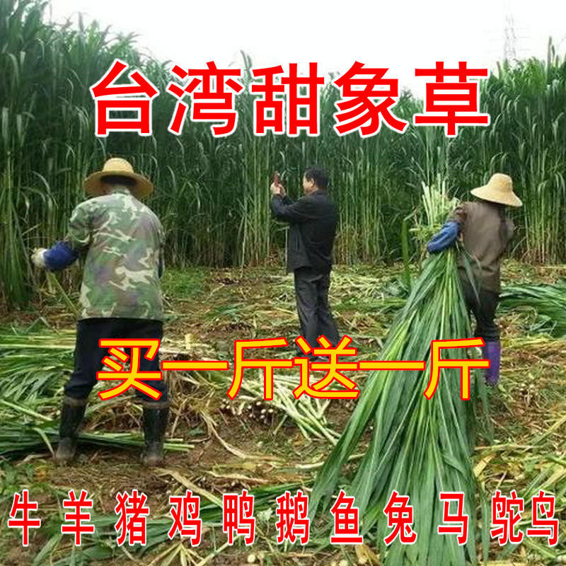 台湾甜象草种子多年生牧草种子皇竹草四季高产高产猪牛羊鱼草种籽