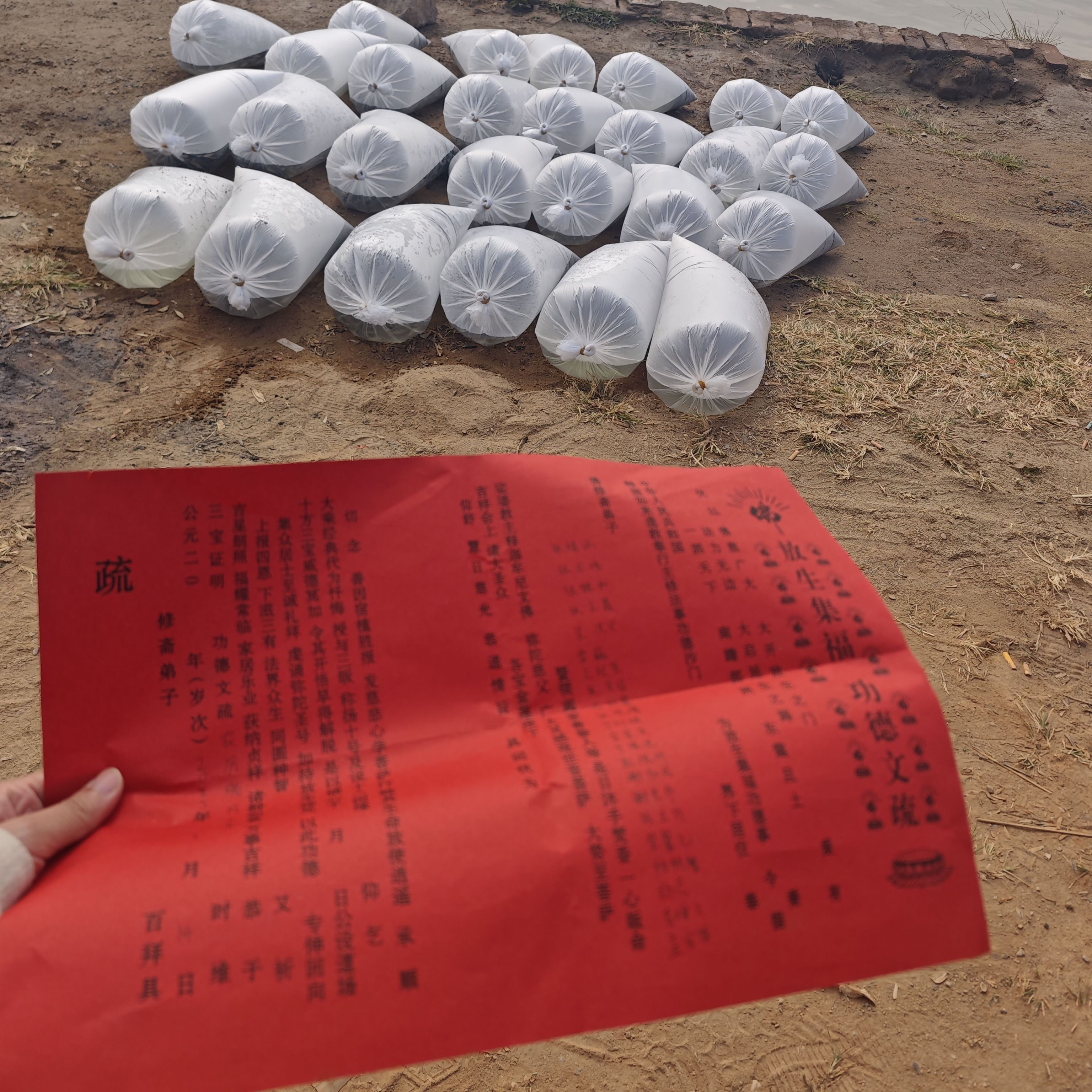 活鱼泥鳅鱼类鲤鱼锦鲤红鲤鱼淡水鱼白磷甲鱼乌龟