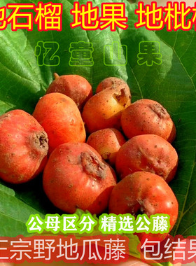 云贵四川爬藤野地瓜10根现挖地石榴童年野果地枇杷地果儿藤苗盆栽