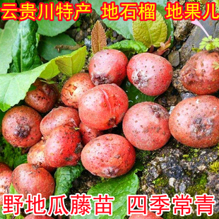 四川野地瓜藤苗满地香可食用地石榴藤苗地枇杷地扒果泡儿公藤苗