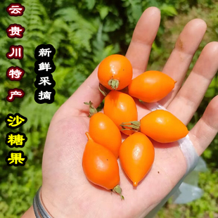 云贵川特产沙糖果新鲜野果端午节糖糖果栽秧果红果刺果峨嵋蔷薇果