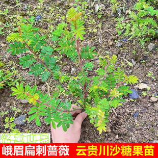 云贵川沙糖果苗小果扁刺峨眉蔷薇栽秧果端阳果红果刺果糖糖螳螂果