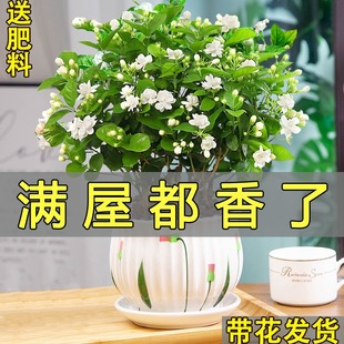 好养花卉植物室内开花浓香阳台庭院驱防蚊绿植 茉莉花盆栽重瓣四季