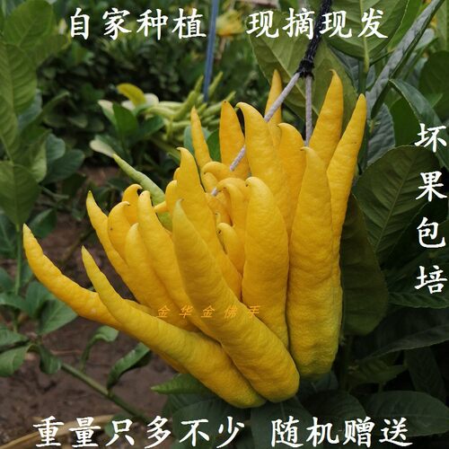 金华佛手观赏鲜果500克农家现摘