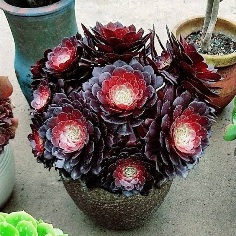 嘉年华红腹伦黑法师系列铜壶老桩荷兰圆叶玫瑰手捧花多肉植物包邮