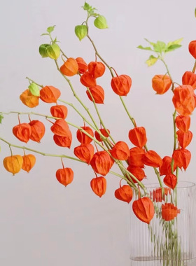 灯笼果酸浆果干花花束客厅摆设红果发财果天然风干高级感真花ins