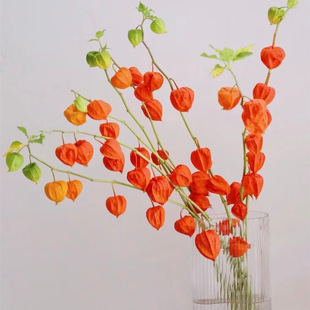 灯笼果酸浆果干花花束客厅摆设红果发财果天然风干高级感真花ins