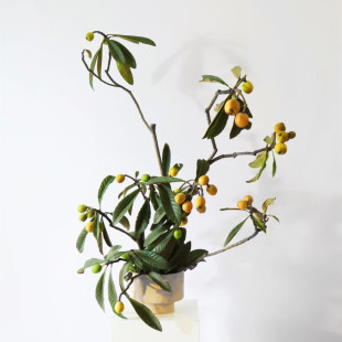 枇杷鲜切水培绿植水养植物新奇北欧极简软装鲜花小众ins风无果