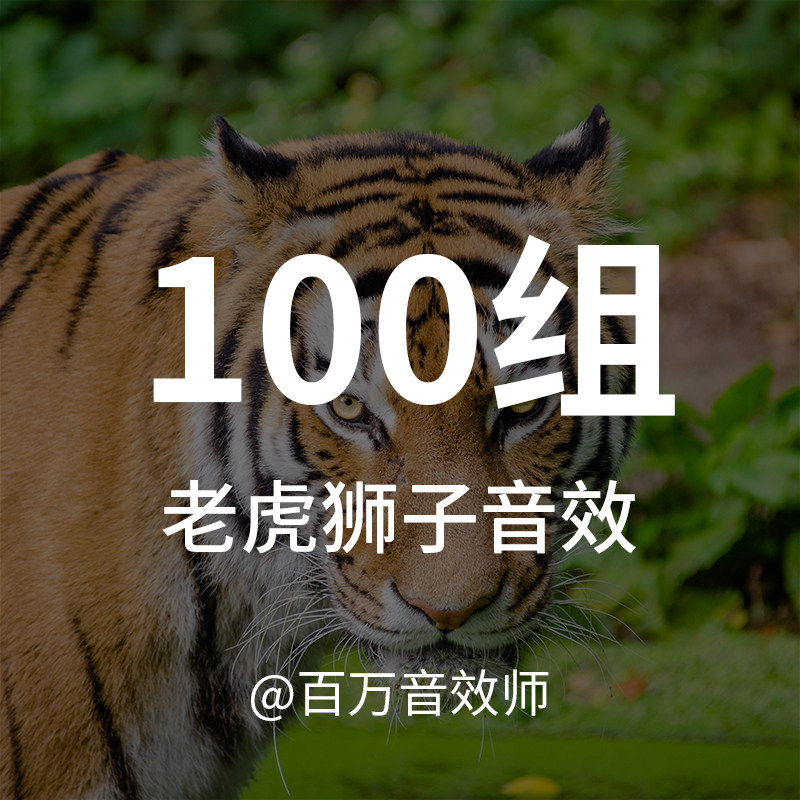 老虎狮子音效素材呼吸嘶吼进食咆哮呻吟嗅探的声音等大型猫科动物