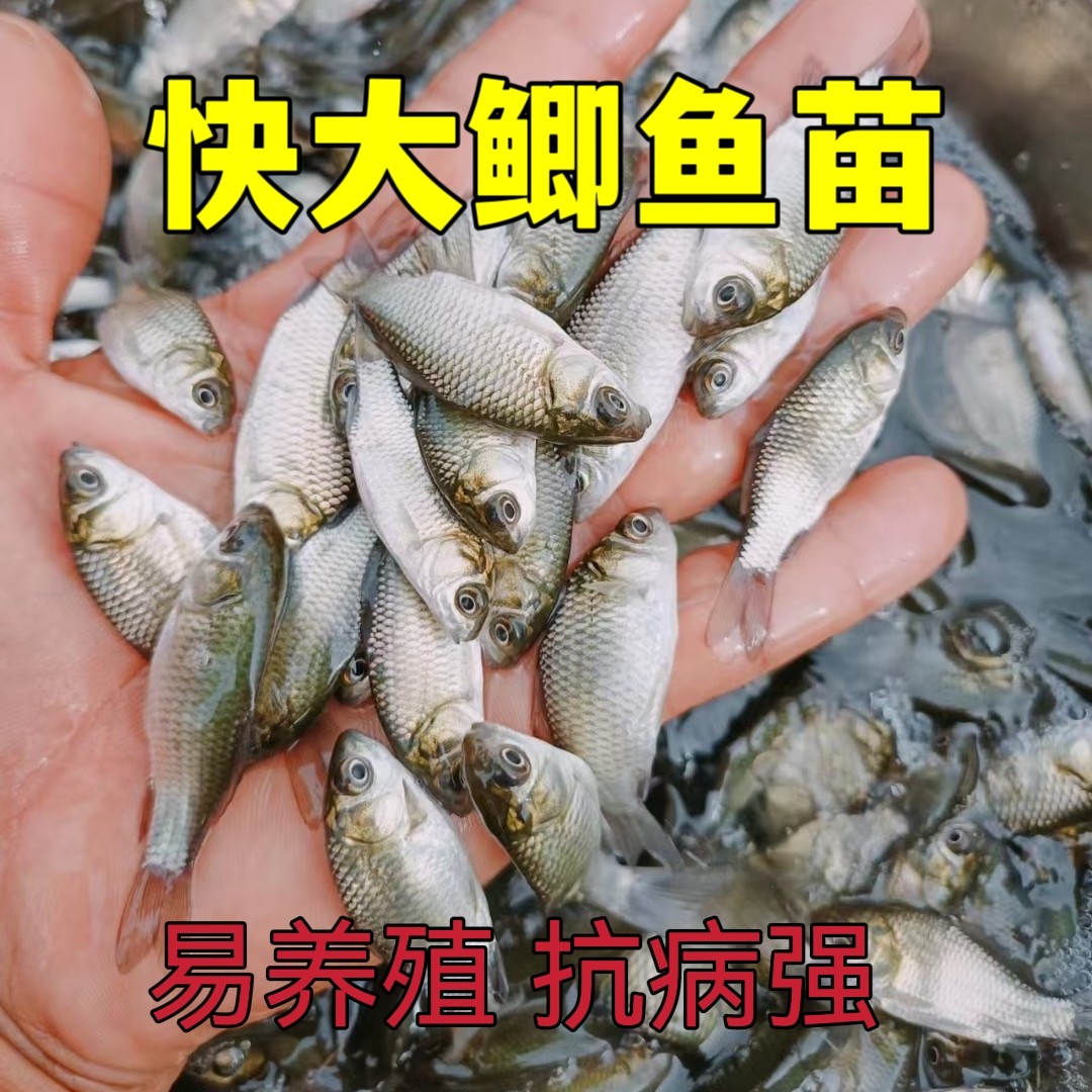 中科5号鲫鱼苗 工程鲫鱼 大板鲫鱼苗 黄金鲫鱼苗 冷水鱼广州发货