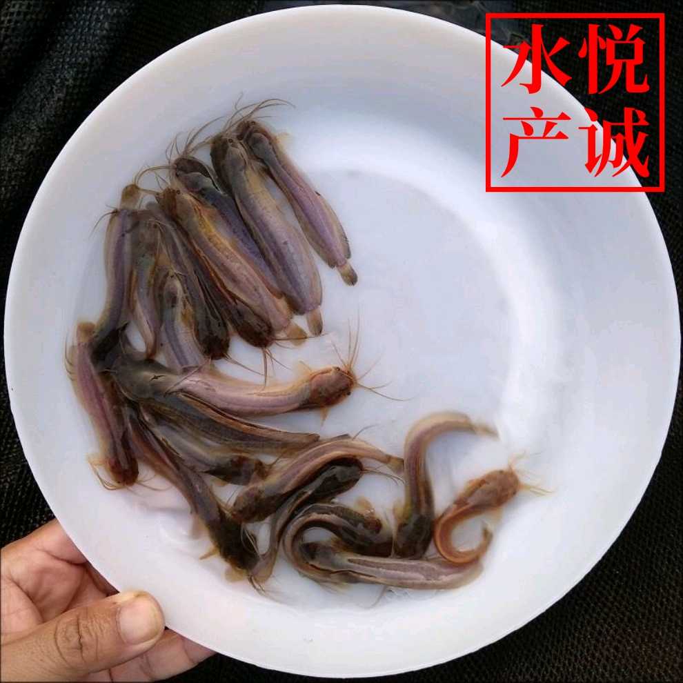 本地塘鲺鱼苗 皇妃3号塘鲺 土塘鲺鱼苗 塘角鱼苗 广州发货