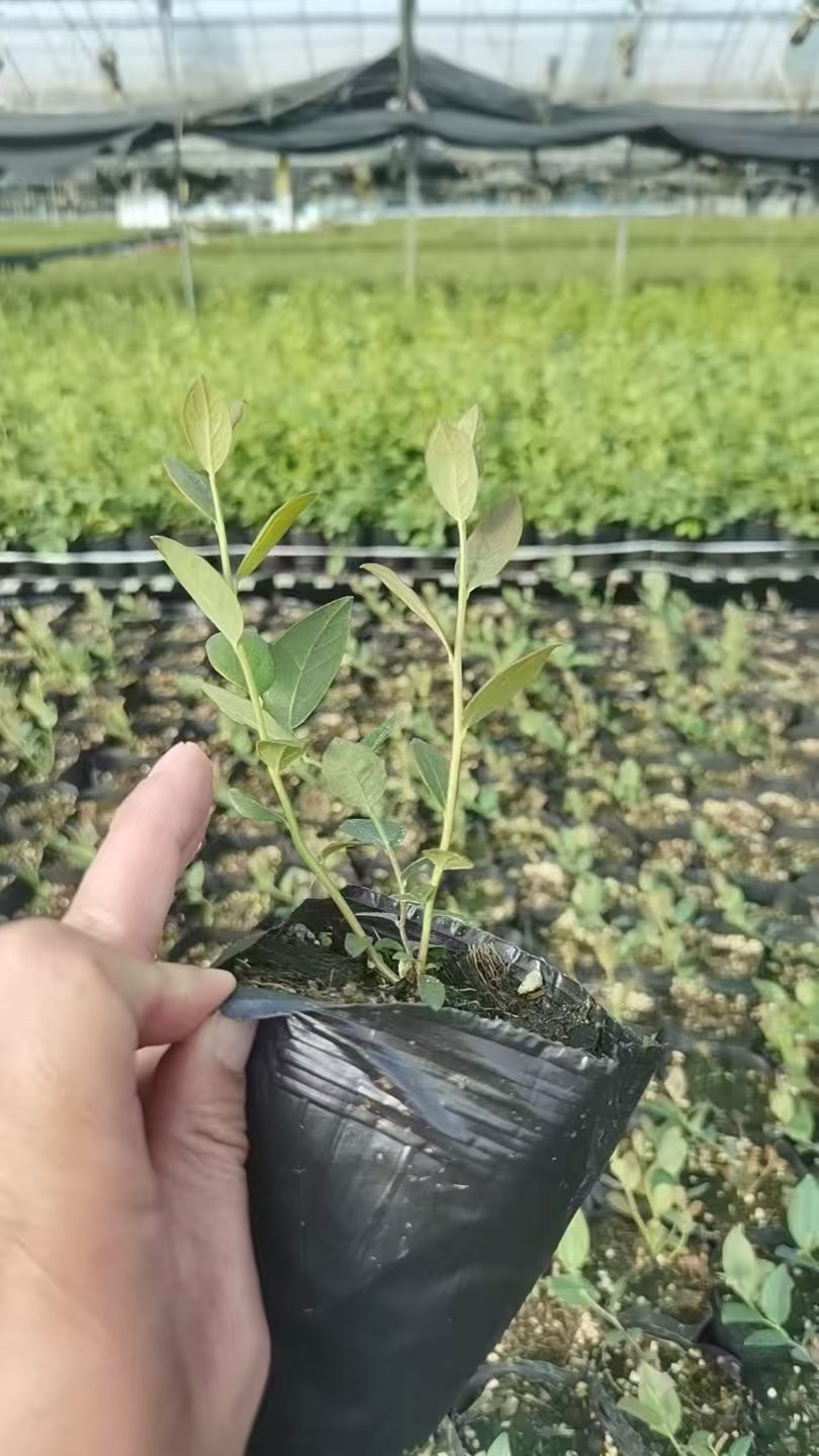 正版花香蓝莓树苗，专供农场种植的，品种优良。2.5+F6，2棵58元