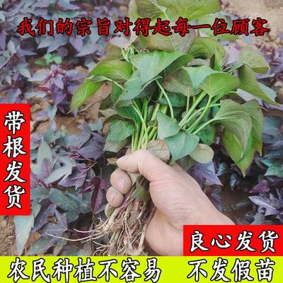 山东新鲜黄心红薯种植苗白番薯地瓜秧子烟薯25红苕尖高产板栗山芋