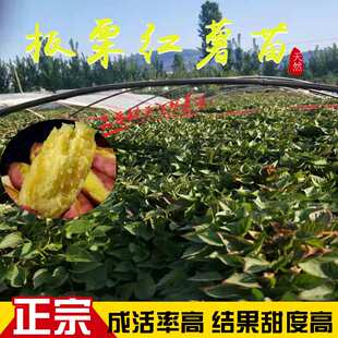 山东黄心板栗红薯苗地瓜种籽番薯种植秧山芋种植苗100棵包邮