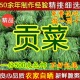 500g 包邮 精选无叶贡菜新鲜苔干苔菜农家干货土特产脱水蔬菜干响菜