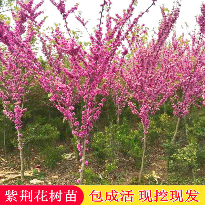 紫荆花树苗春季开花长久庭院花卉