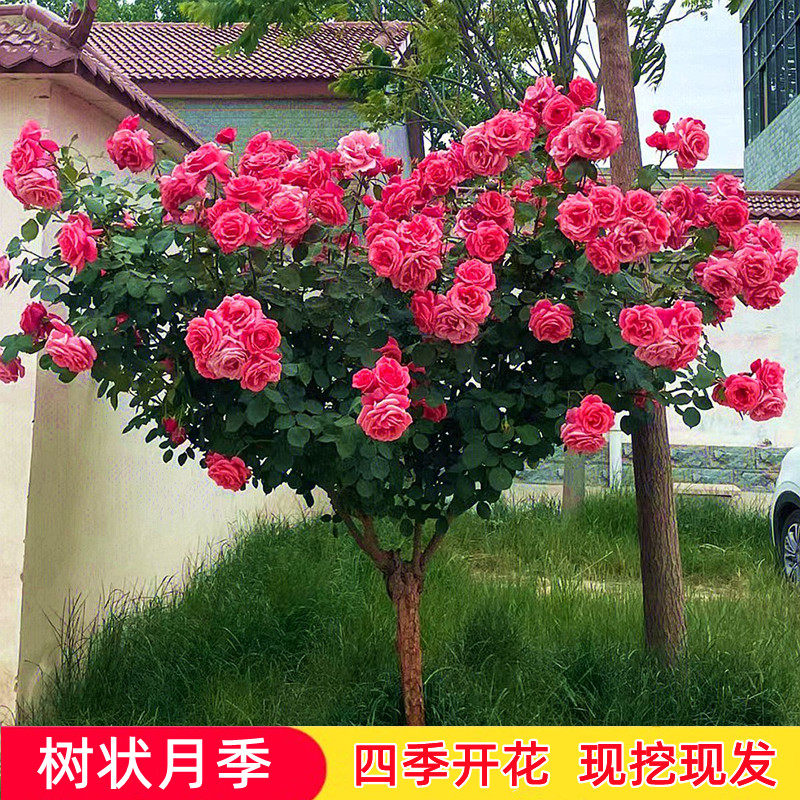 大花月季四季多年生树状月季欧月