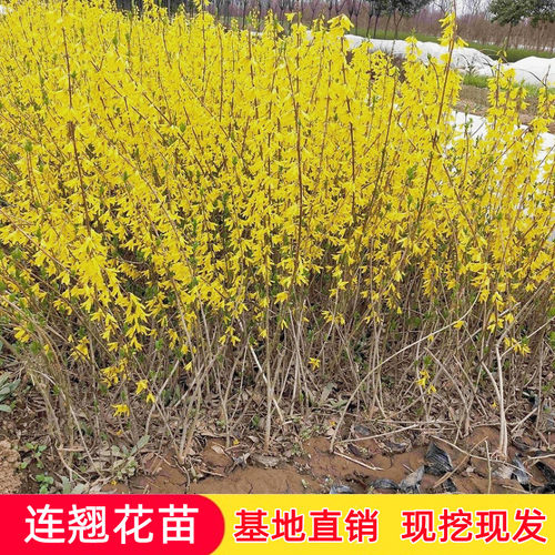 迎春花黄金连翘苗春季多年生耐寒