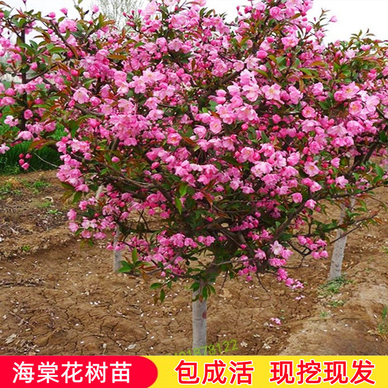 四季海棠花树苗庭院绿化盆栽地栽垂丝西府海棠耐寒花卉南北方种植