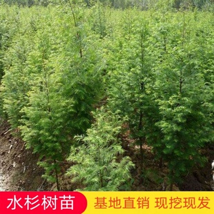 水杉树苗落羽杉池杉小苗南北方庭院护坡风景大树四季常青绿化乔木