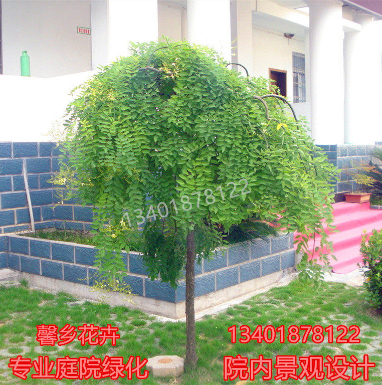 庭院绿化植物观赏造型树苗嫁接龙爪槐垂槐树苗金枝黄金槐国槐树苗