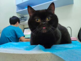 曼基康全黑色短腿猫 家养曼奇矮子猫 曼赤肯拿破仑血统家养健康猫