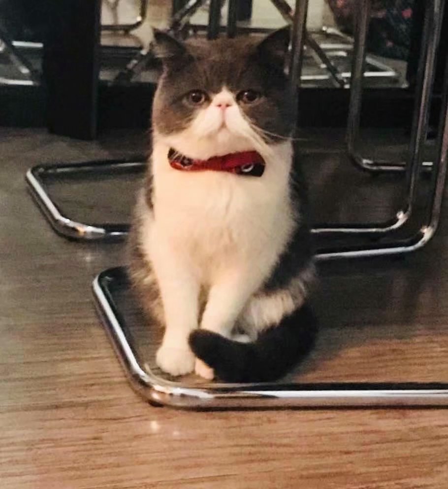 双血统蓝白异国短毛猫明星同款
