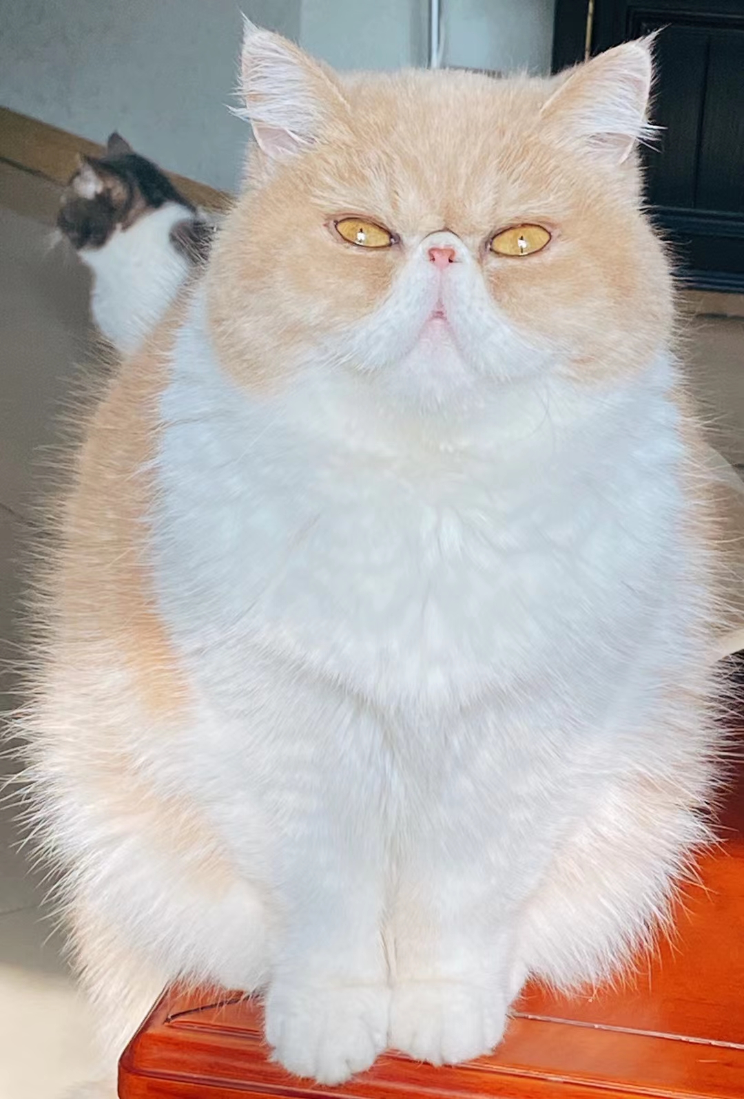 大胖猫 cfa四川成都家养宠物猫 异国短毛猫 卡通明星加菲猫