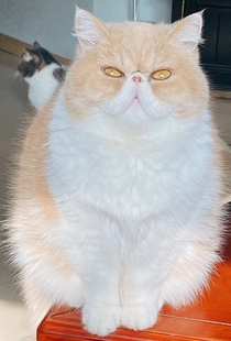 大胖猫 CFA四川成都家养宠物猫 异国短毛猫 卡通明星加菲猫