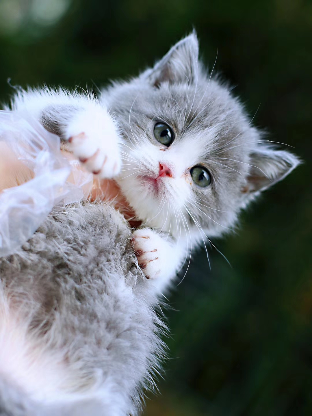 CFA高赛级血统英短蓝白小猫 大宽脸五粉纯种宠物猫重庆成都可上门