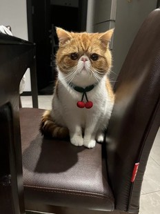 cfa双血统加菲宠物猫 异短活体家养健康猫 成都可上门外地可空运