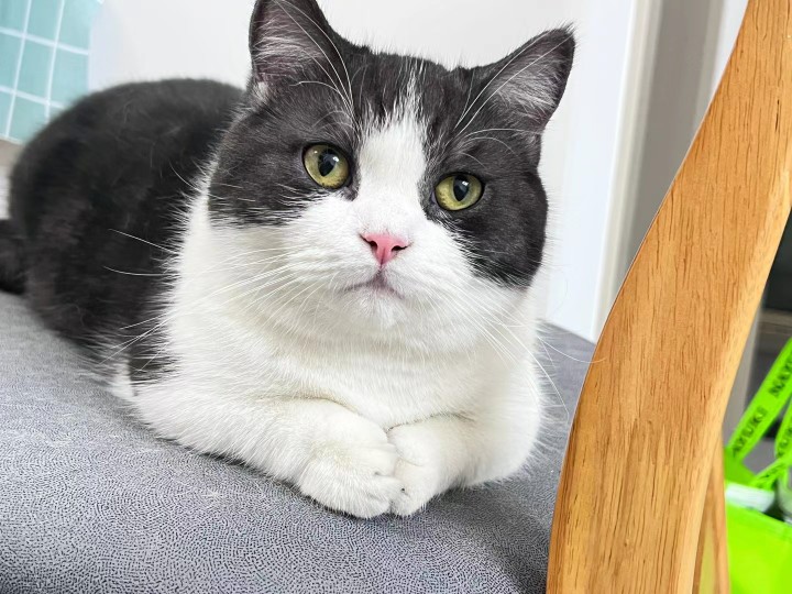 黑白正八颜色曼基康小短腿 公母猫都有可预定 粉鼻头矮子宠物猫