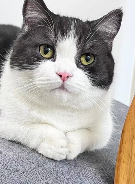 黑白正八颜色曼基康小短腿 公母猫都有可预定 粉鼻头矮子宠物猫