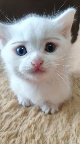 全白梵文色曼基康小短腿宠物猫 短毛圆脸贴地短腿纯种猫 可空运